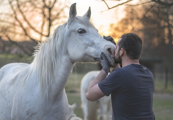 CHEVAL 2