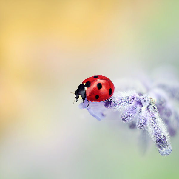 COCCINELLE