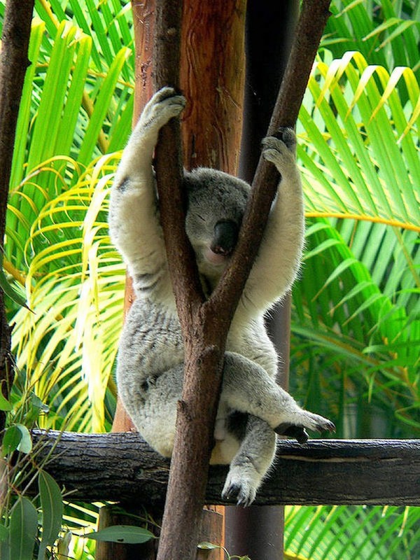 KOALA