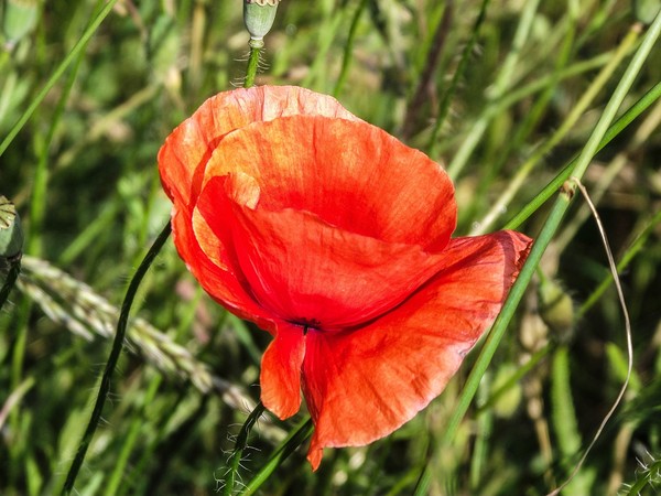 COQUELICOTS