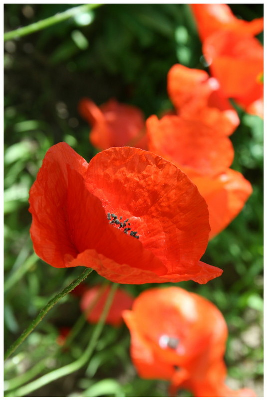 COQUELICOTS