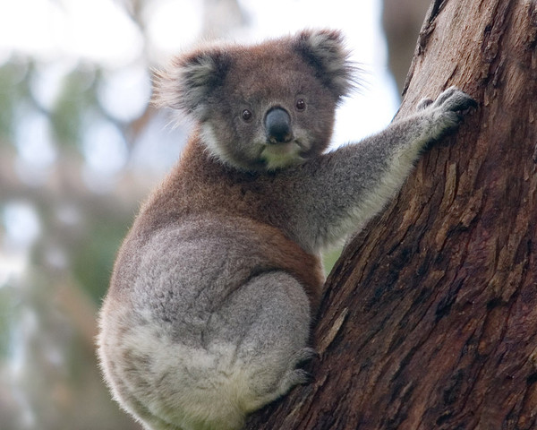 KOALA