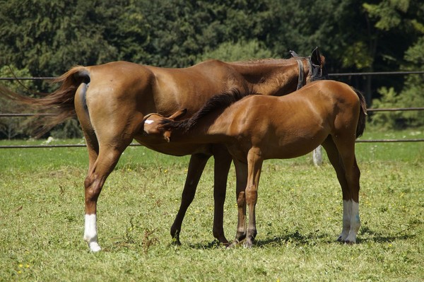 CHEVAUX 2