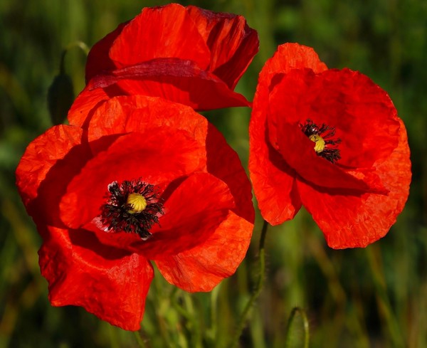 COQUELICOTS