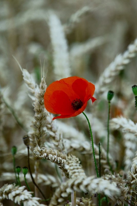 COQUELICOTS 2