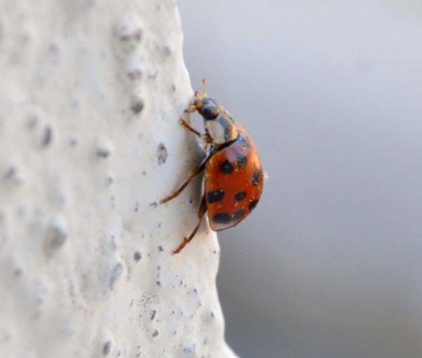 COCCINELLE