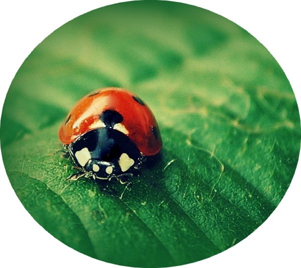 COCCINELLE