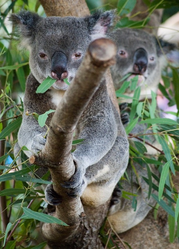 KOALAS