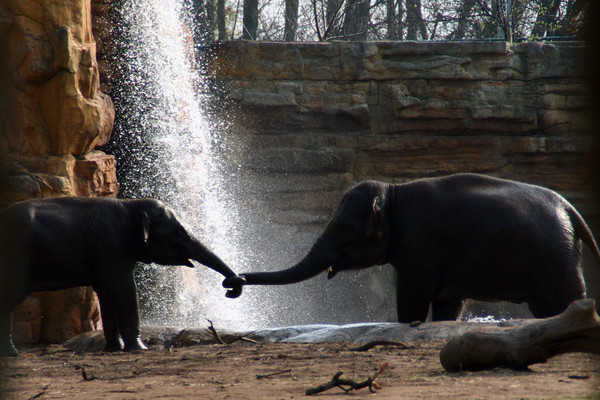 ELEPHANTS