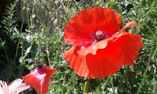 COQUELICOTS