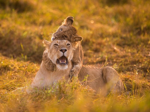 LIONNE ET LIONCEAU