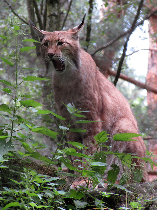 LYNX