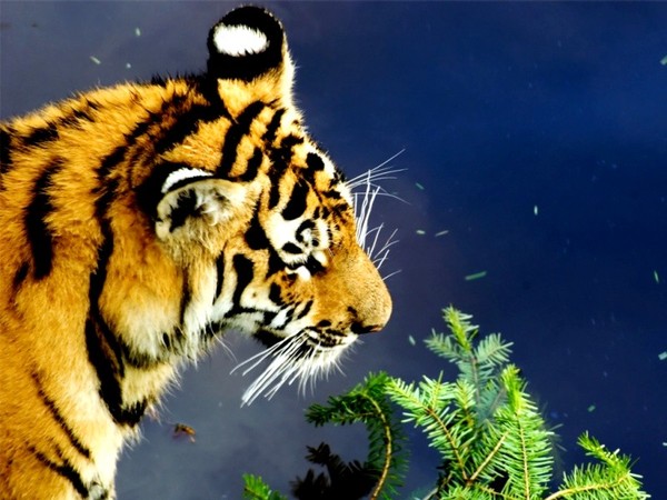 TIGRE