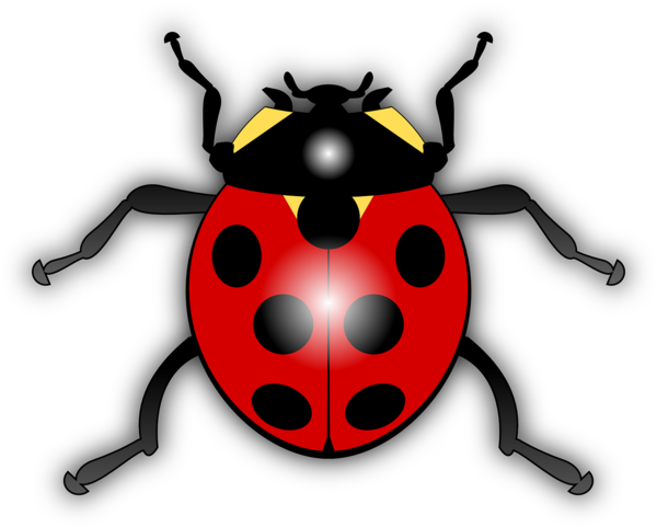 COCCINELLE