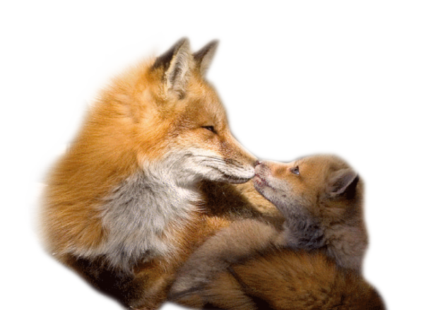 RENARD 2