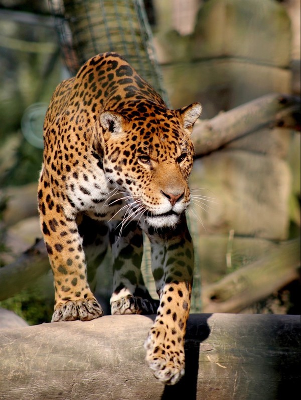 LEOPARD