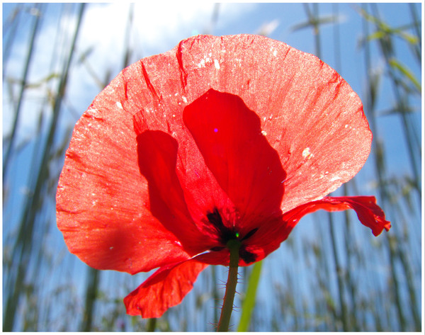 COQUELICOT