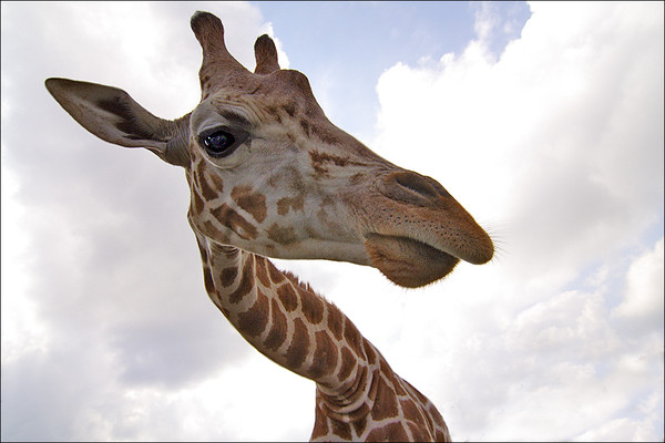 GIRAFE