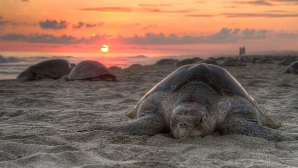 TORTUE