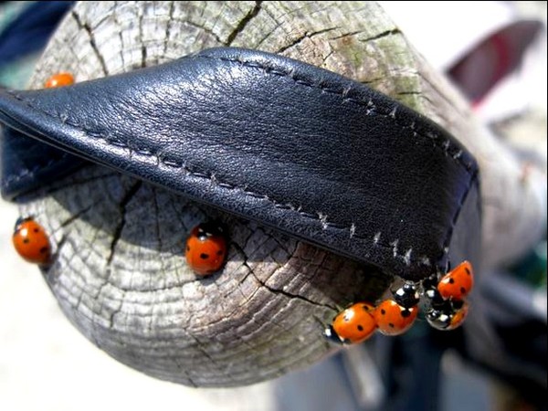 COCCINELLES