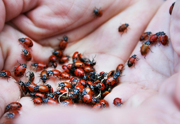 COCCINELLES