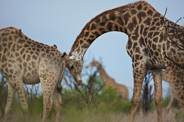 GIRAFES