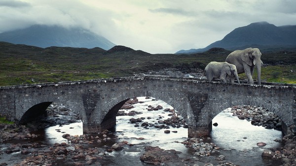 ELEPHANTS