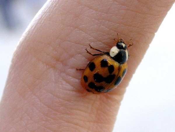 COCCINELLE