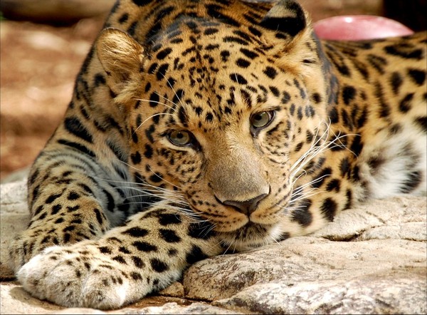 LEOPARD