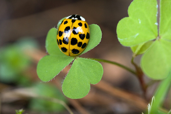 COCCINELLE