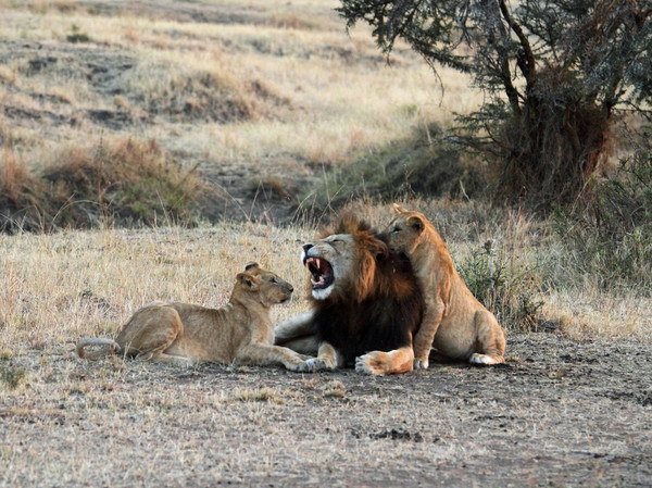 LION ET COMPAGNIE