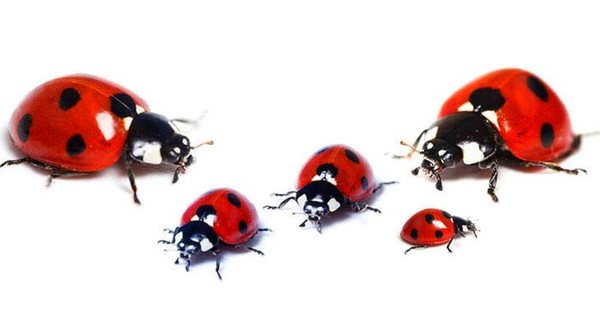 COCCINELLES