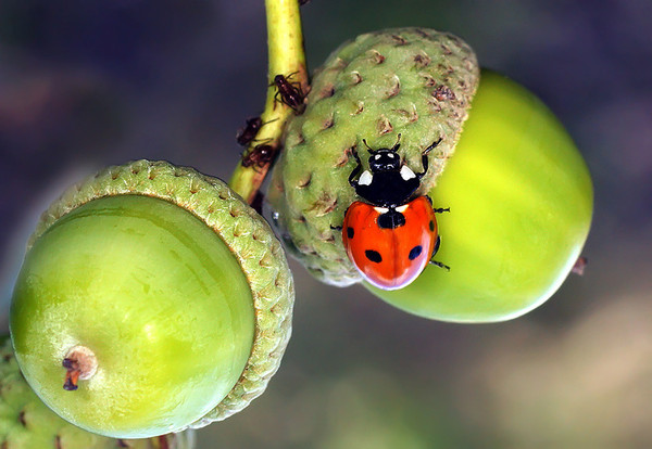 COCCINELLE 2