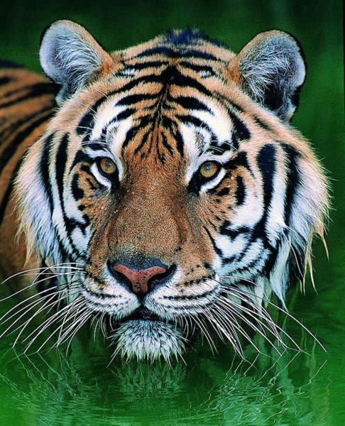 TIGRE