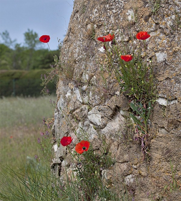 COQUELICOTS