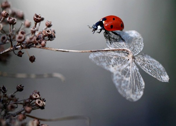 COCCINELLE