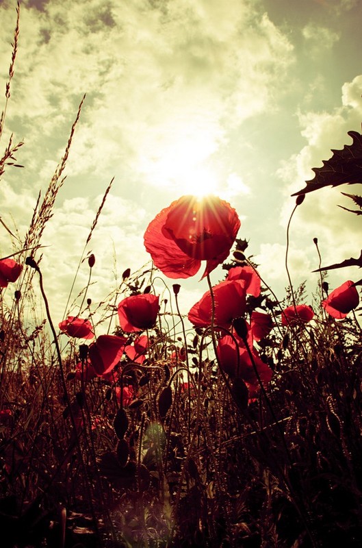 COQUELICOTS