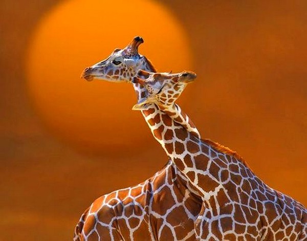 GIRAFES