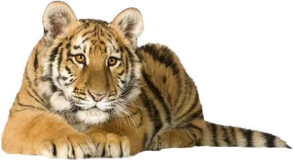 TIGRE