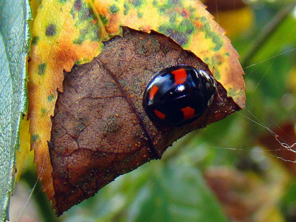 COCCINELLE