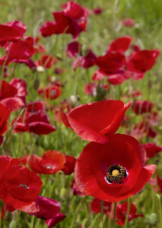 COQUELICOTS