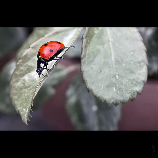 COCCINELLE