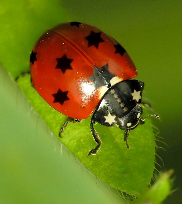 COCCINELLE