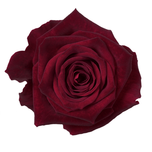 ROSE 2