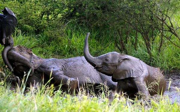 ELEPHANTS