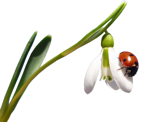 COCCINELLE