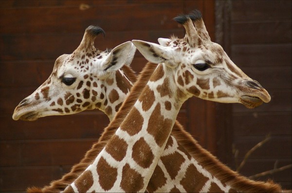 GIRAFES