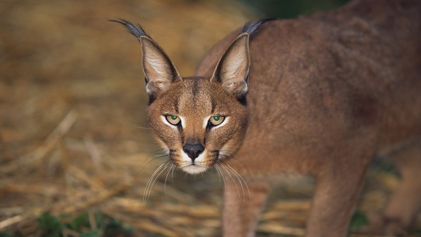 CARACAL