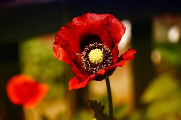 COQUELICOTS