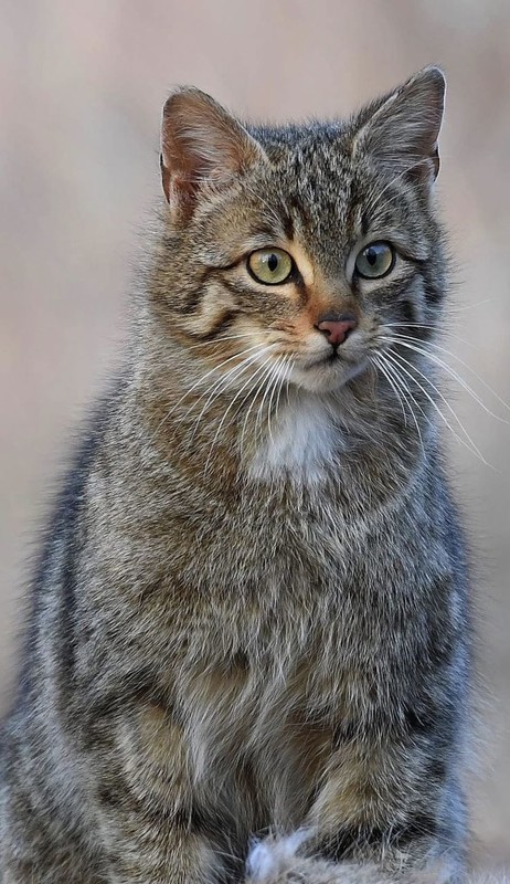 CHAT 7